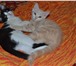 Фотография в  Отдам даром-приму в дар котята ,умнички ,красотки ,ласковые и игривые в Ижевске 10