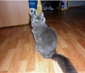 Найден котенок-девочка в районе ул, Братьев Кашириных, возраст 3, 5-4 месяца, видно что потеряла 68866  фото в Челябинске