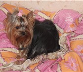 Фотография в Домашние животные Вязка собак приглашает мальчик мини на вязки !вес 1600.мордочка в Москве 3 000