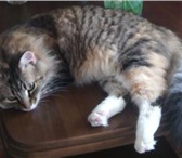 Фотография в Домашние животные Потерянные Потерялась кошка в Бежицком районе на ул. в Брянске 0