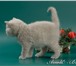 Шотландский вислоухий котик голубого окраса прекрасный подарок к празднику! Вашему вниманию пред 68846  фото в Москве