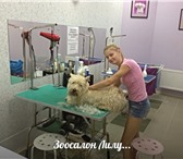 Изображение в Домашние животные Стрижка собак Зоосалон Лилу, предлагает своим клиентам в Обнинске 1 000