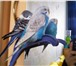 Фото в Домашние животные Птички Продам волнистого попугайчика, мальчик, окрас в Сургуте 900