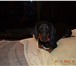 Фотография в Help! Находки в районе ул красноармейская найдена собака в Дзержинске 0