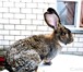 Фотография в Домашние животные Грызуны Кролики породы: фландр, белый великан, шиншила, в Белгороде 0