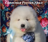 Самоед щенки,  Медвежий тип, 5171846 Самоедская лайка фото в Москве