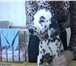 Продаются щенки далматина рожденные 29 07 09 и 02 08 09 2 мальчика и 8 девочек, бело-черного и 66819  фото в Москве