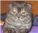 Foto в Домашние животные Вязка Кот породы скоттиш-фолд приглашает кошечку в Дзержинске 1 300