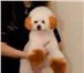 Продам щенка Бишон Фризе 4261760 Бишон-фриз фото в Новосибирске