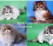Очаровательные экзотические котята или персидские с короткой плюшевой шерстью, Окрас разный, Котята 68863  фото в Москве