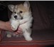 Вельш-корги-пемброка щенок,   Мальчик 1622425 Вельш корги фото в Москве