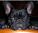 Продам щенков Французкого бульдога, есть мальчики и девочки, окрас тигровый и черный, Родились 27 65672  фото в Костроме