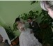 Фотография в Одежда и обувь Женская одежда Продается свадебное платье очень красивое в Балашов 6 000