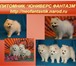 Белоснежные щенки японского шпица Щенки японского шпица, Питомник Юниверс Фантазм г, Волгоград, 68590  фото в Волгограде