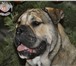 Изображение в Домашние животные Вязка собак Кобель GRANDIS ROYAL MOLOSS KENNEL д.р 29.12.13 в Москве 0