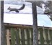 Щенки восточно сибирской лайки 401808 Восточно-сибирская лайка фото в Красноярске