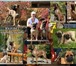 Племенной питомник бульмастифов предлагает к продаже высокопородных щенков 156334  фото в Новосибирске