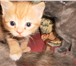 Foto в  Отдам даром-приму в дар очень игривый котенок  рыжий в полоску,2 в Новоалтайск 0