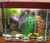 Foto в Домашние животные Рыбки Изготовление аквариумов и крышек!Доставка, в Белорецке 10