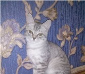 Продаю шотландских котят 1178128 Скоттиш страйт фото в Саратове