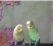 Foto в Домашние животные Птички продам попугаев,возможно с клеткой. в Кирове 500