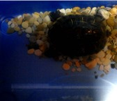 Изображение в Домашние животные Другие животные Продам красноухую черепаху. Сидит в воде, в Киеве 400