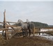 Изображение в Домашние животные Другие животные Продам жеребца орловской породы, возраст в Красноярске 155 000