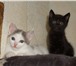 Фотография в Домашние животные Отдам даром Предлагаем Вам очень весёлых и озорных котят, в Красноярске 1