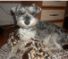 Foto в Домашние животные Вязка собак Цвергшнауцер, 2 года, не развязан ищет подругу в Чите 500