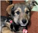 Фото в Домашние животные Отдам даром Два очаровательных щенка-девочки,ищут дом в Пензе 10