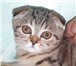 Шотландские вислоухие, британские, хайленд-фолд котята разного возраста и окраса,  Рыжие, красный 68869  фото в Москве