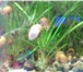 Изображение в Домашние животные Рыбки Продам аквариумных улиток ампулярий разных в Комсомольск-на-Амуре 30