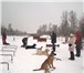 Фото в Домашние животные Услуги для животных Наш кинологический центр «АНУБИС» предлагает в Москве 2 000