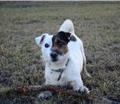 Фотография в Домашние животные Вязка собак Породистый кобель Джек Рассел Терьер (возраст в Санкт-Петербурге 0