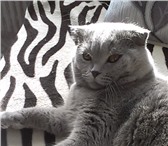 Фото в Домашние животные Вязка Британский котик 1 годик ищет себе кошечку, в Калуге 3 000