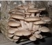Изображение в Домашние животные Растения Универсальный комплект для выращивания грибов в Саратове 1 320