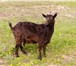 Изображение в Домашние животные Другие животные продам 3-х дойных коз Заанеской породы. 2 в Тольятти 8 500