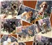 Foto в Домашние животные Стрижка собак УХОД И СТРИЖКА для собак: тримминг, гигиеническая, в Новокузнецке 500