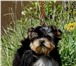 Йорки щенки, питомник 3890703 Йоркширский терьер фото в Белоярский