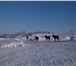 Фото в Домашние животные Другие животные Овцы,  стадо 300голов стоимостью 6600000, в Челябинске 0