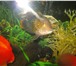 Изображение в Домашние животные Рыбки Продам аквариум на 450 литров с крышкой и в Новокузнецке 15 000