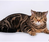Изображение в Домашние животные Вязка Шотландский прямоухий котик яркого окраса в Москве 3 000