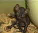 Продаются котята Донского сфинкса Для души и разведения Котята приученные к лоточку, умные, нежные 69553  фото в Мытищах