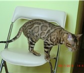 Изображение в Домашние животные Вязка Предлагается для вязки шикарный элитный кот в Челябинске 0