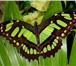 Изображение в Красота и здоровье Салоны красоты Живые тропические бабочки в подарок на Любое в Москве 1 200