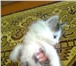 Foto в Домашние животные Отдам даром Отдам милого сибирского котёночка, очень в Кирове 0