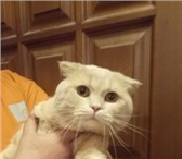 Изображение в Домашние животные Вязка Очень красивый котик. Крупный по размеру. в Екатеринбурге 1 300