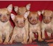 Продаются щенки той-терьера гладкошерстные миники рыжего окраса без черни(как оленята, тонкие и зв 65820  фото в Москве