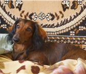 Фотография в Домашние животные Вязка собак Ищем девочку для вязки. Кобель такса карликовая в Москве 2 500
