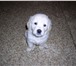 Продается щенок золотистого ретривера(девочка), дата рождения (01, 09, 2010г), клубная вязка, р 67008  фото в Челябинске